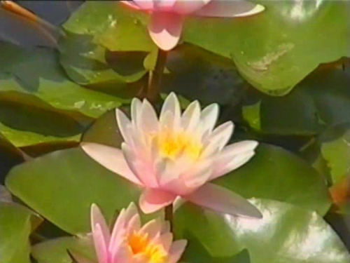 Ялта, 1996г. Никитский ботанический сад.