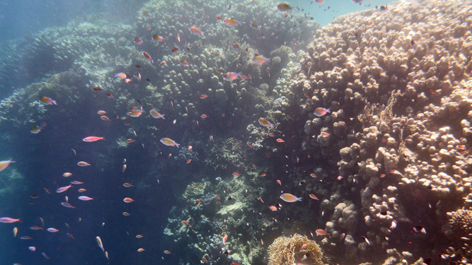 Марса Алам 2015. Под водой. Рифы.